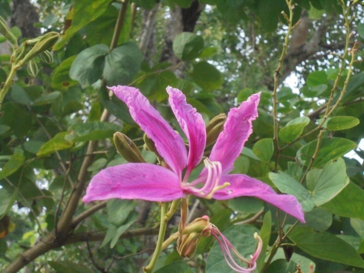 Bauhinia purpurea L.